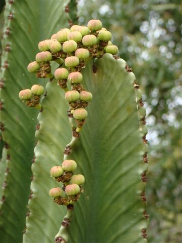 Euphorbia ingens flower or fruit : Photographed by Ricky Mauer (August)